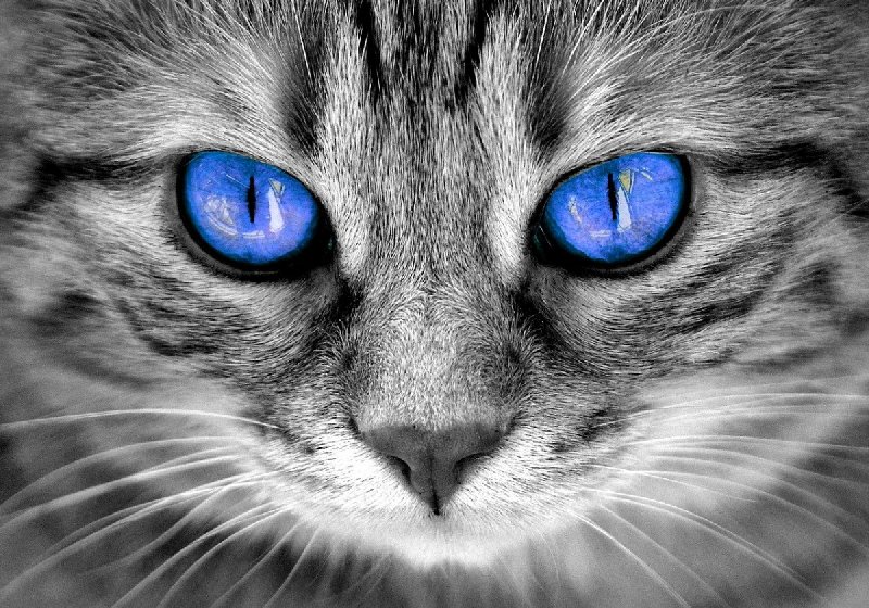 Do bezpłatnej adopcji koty z azylu!