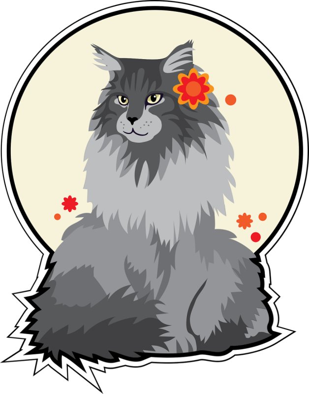 Fajne koty do adopcji z azylu!